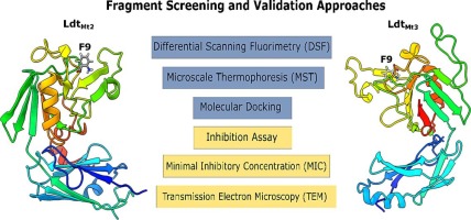 Leia mais sobre o artigo Integration of biophysical and biological approaches to validate fragment-like compounds targeting l,d-transpeptidases from Mycobacterium tuberculosis