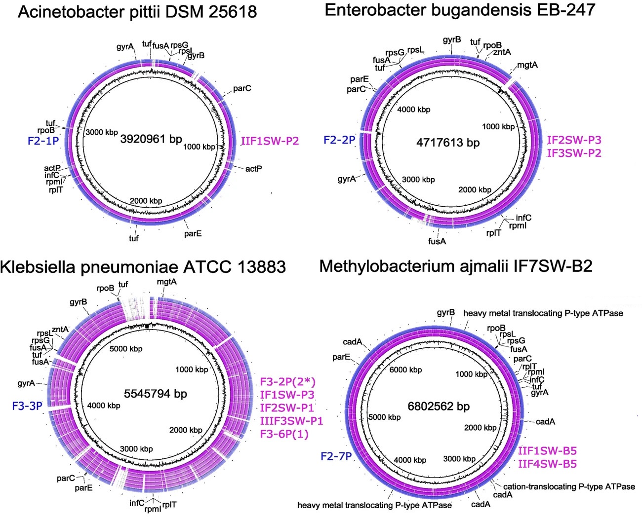 Leia mais sobre o artigo Characterization of metagenome-assembled genomes from the International Space Station