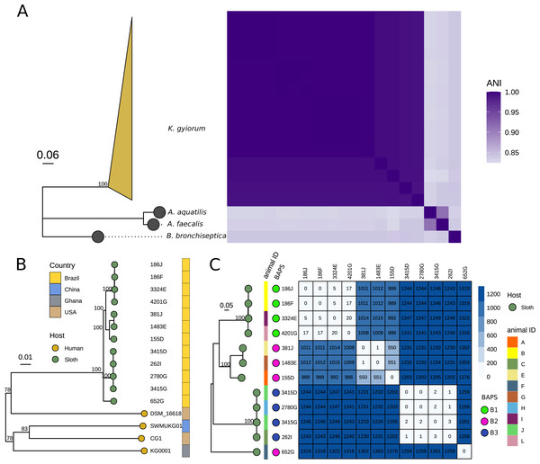 Leia mais sobre o artigo Analysis of twelve genomes of the bacterium Kerstersia gyiorum from brown-throated sloths (Bradypus variegatus), the first from a non-human host