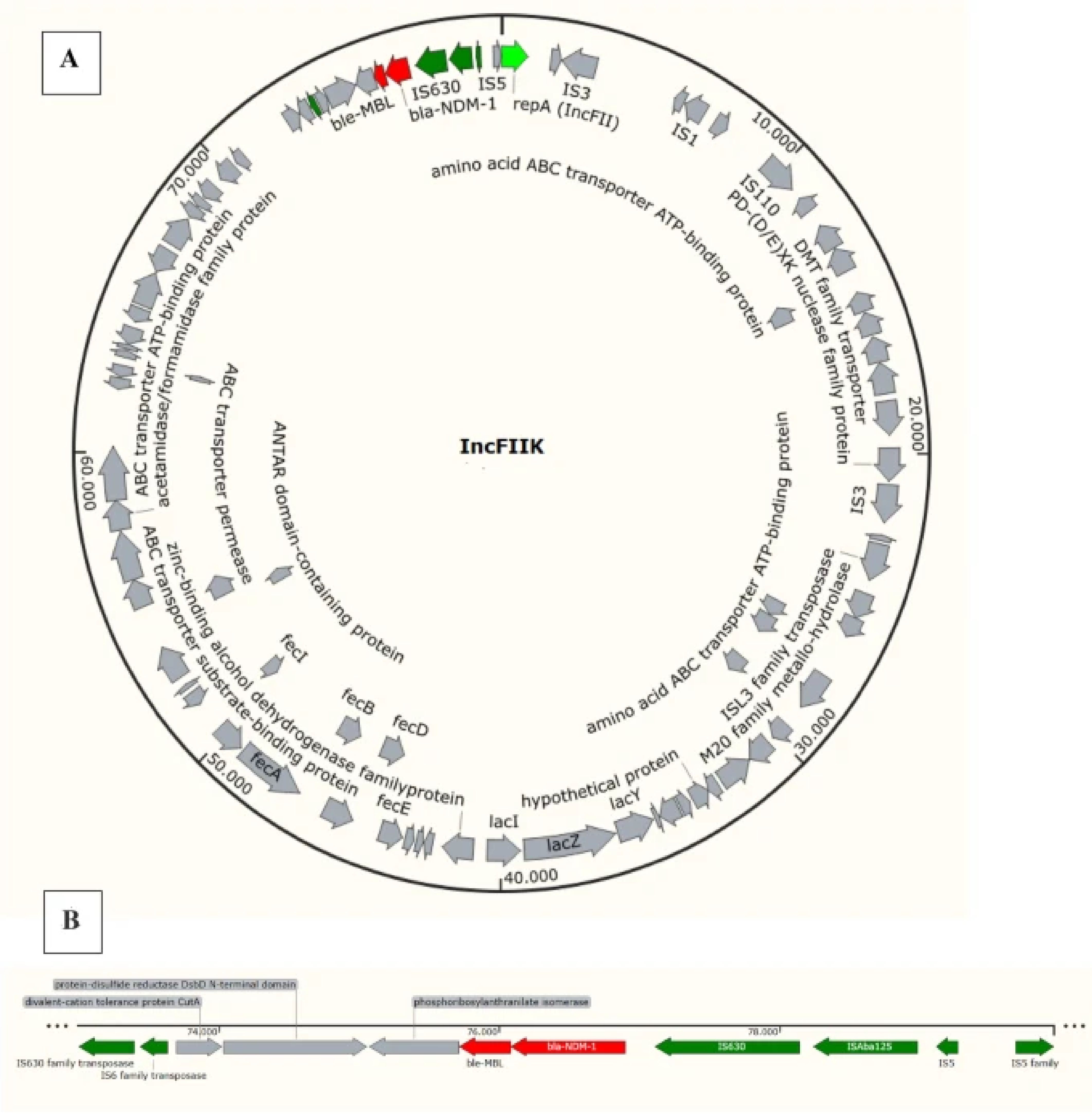 No momento, você está visualizando Co-carriage of Plasmid NDM and Chromosomal KPC in Klebsiella pneumoniae ST255 Human Wound Isolate in Brazil