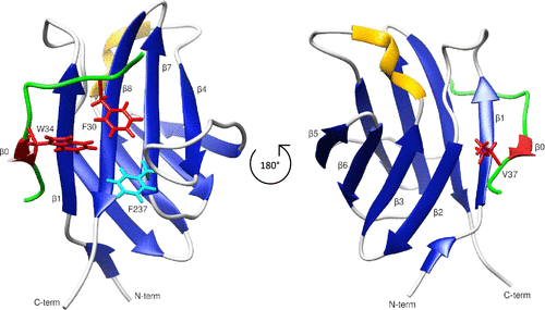 Leia mais sobre o artigo Uncovering the Association Mechanism between Two Intrinsically Flexible Proteins