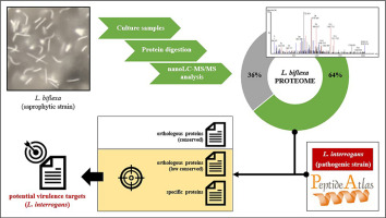Leia mais sobre o artigo Global proteome of the saprophytic strain Leptospira biflexa and comparative analysis with pathogenic strain Leptospira interrogans uncover new pathogenesis mechanisms