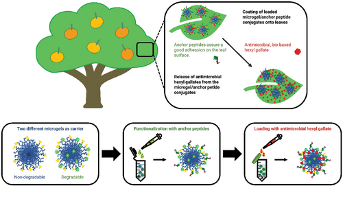 Leia mais sobre o artigo Hexyl Gallate Loaded Microgels Enable Efficient Protection Against Citrus Canker
