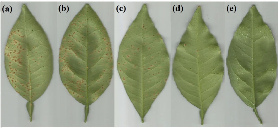 Leia mais sobre o artigo Bifunctional peptides as alternatives to copper‐based formulations to control citrus canker